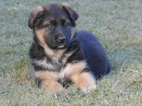 N�meck� ov��k