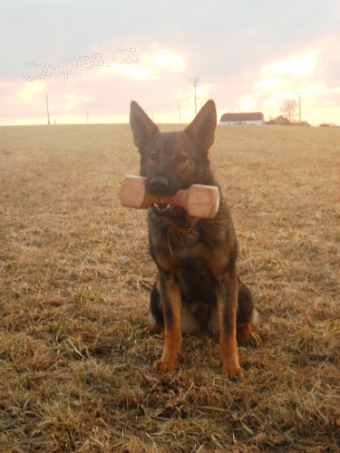 v�cvik a p�ev�chova