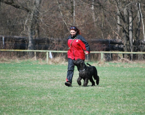 Kn�ra� velk� �ern�