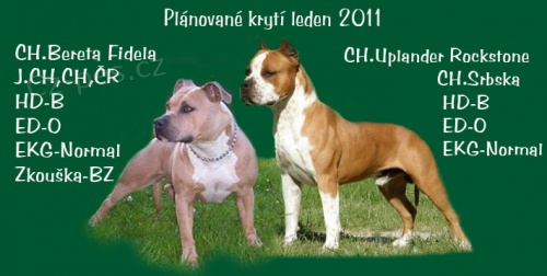 Americk� Staford�irsk� Terier