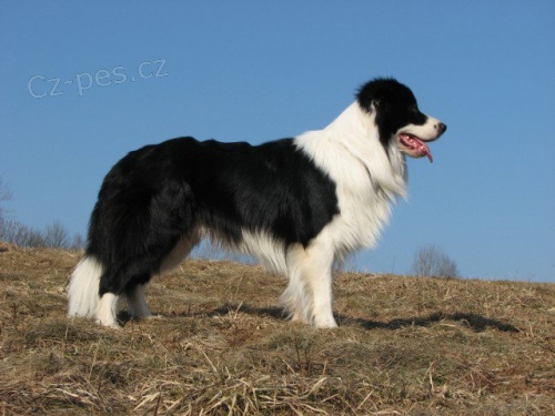 Nab�dka kryt� border kolie s PP