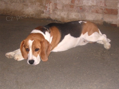 Ztratil se pes b�gl