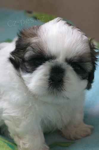 SHIH TZU �t���tka