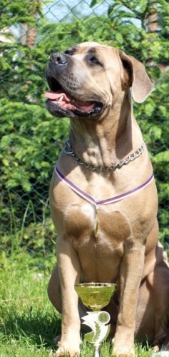 �t��ata cane corso s pp