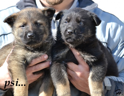 Prod�m �t��ata NO s PP