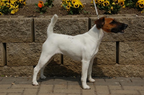 Foxteri�r hladkosrst�