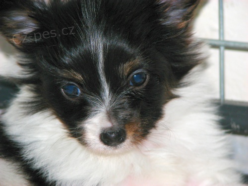 Papillon - �t���tka k odb�ru