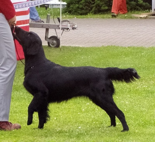 Flat coated retriever - pejsci s PP