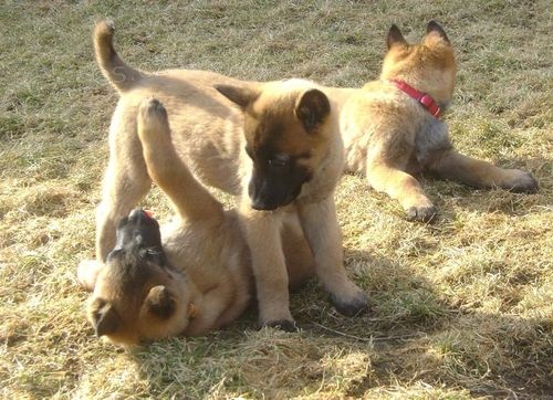 Belgick� ov��k malinois