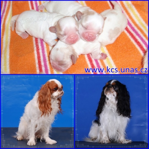 King Charles �pan�l