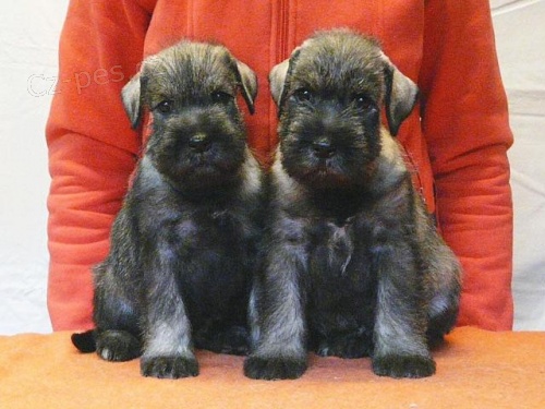 Prodej �t��at st�edn�ho kn�ra�e pep� a s�l