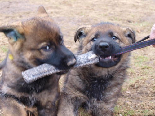 N�meck� ov��k �t�n� - pejsek