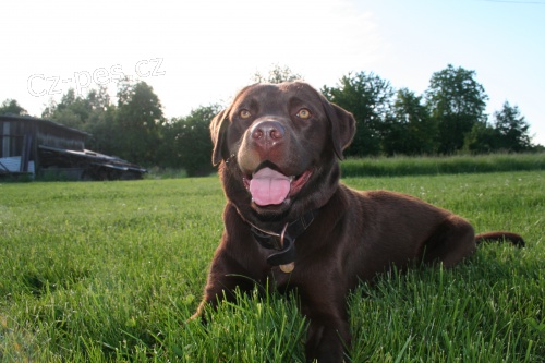 �okol�dov� labrador s PP