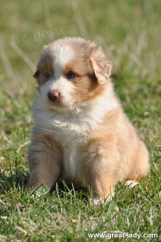 Australsk� ov��k