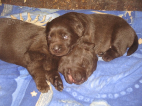 Labradorsk� retriever s PP