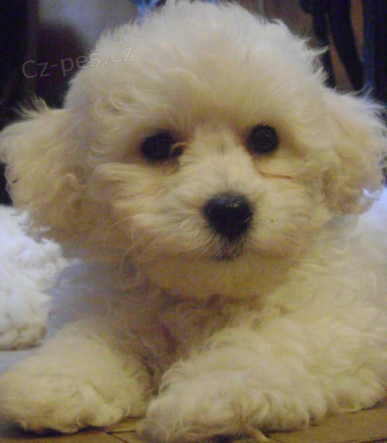 Bi�onek - �t��ata s PP 