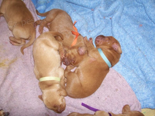 MOK - vy�la � pred�m �teniatka s PP