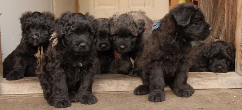 �t��ata - flandersk� bouvier