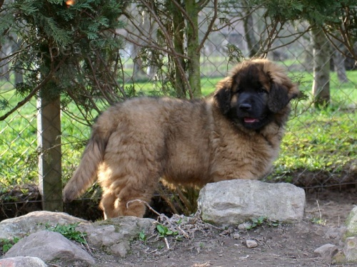 Leonberger - �t���tka s PP