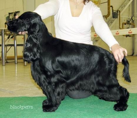 Canina op�t v nab�dce.