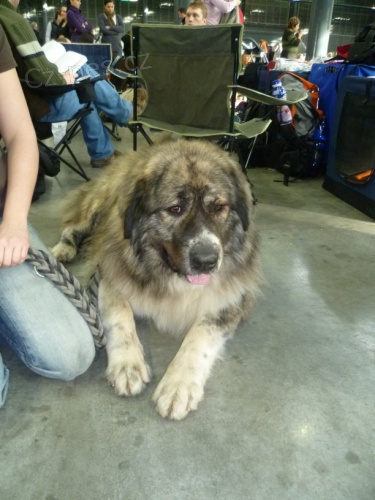 Nab�dka kryt� - kavkazsk� pasteveck� pes Willi Erudit