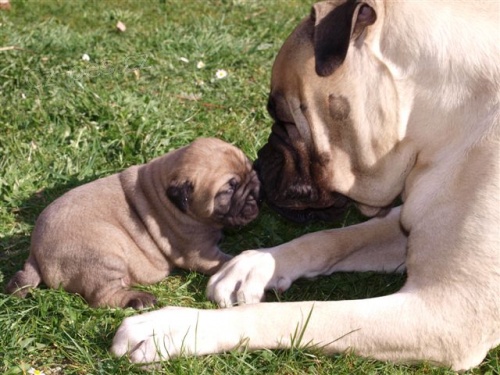Bullmastiff �t���tka s PP