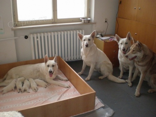 B�L� �V�CARSK� OV��K