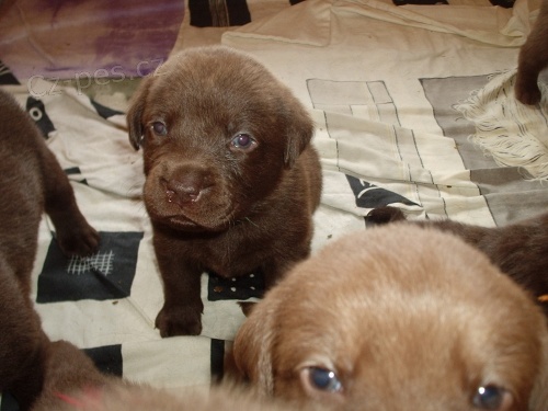 �t��ata - hn�d� labradorsk� retriever