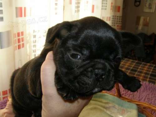 Prod�m �t��ata francouzsk�ch buldo�k�