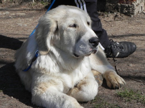 Str�doasijsk� pasteveck� pes