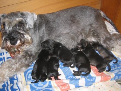 Kn�ra� mal� pep� na s�l