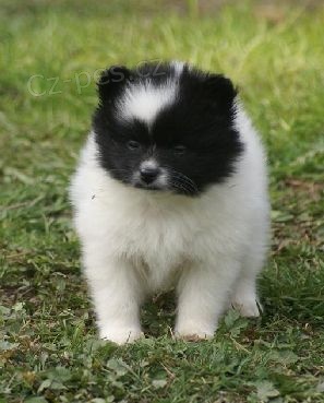 n�meck� �pic trpasli�� / mal� / pomeranian