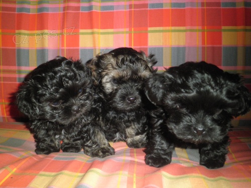 Rusk� Barevn� olonka