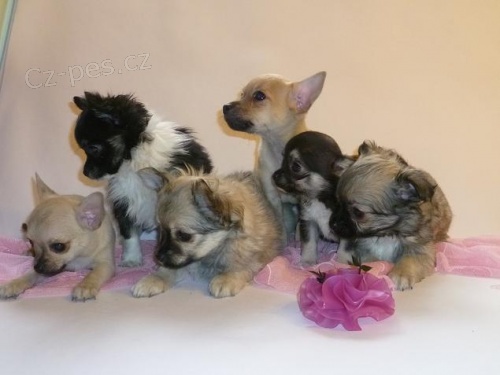 Nab�z�m �t���tka �ivavy s PP