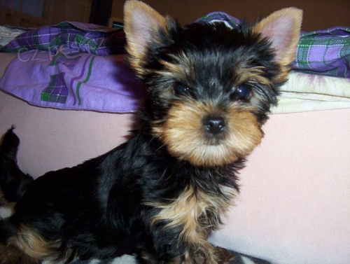 Prod�m kr�sn� 6 ned�ln� �t��ata Jork��r� - 2 pejsky