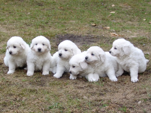 Slovensk� �uva� s PP