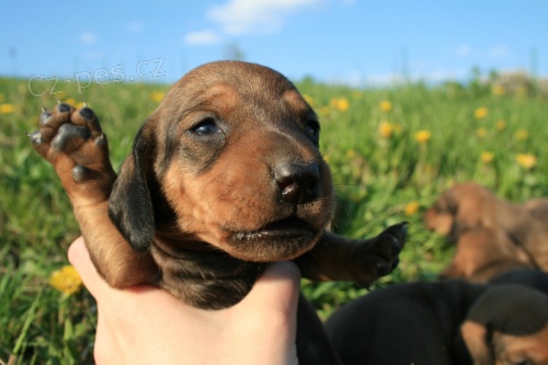 Prod�m �t��ata-jezev��k hladkosrst� standard