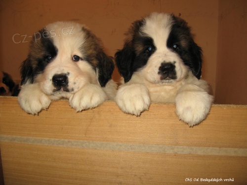 Moskevsk� str�n� pes-�t���tka s PP FCI