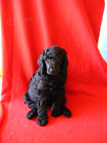 Prod�m �t��ata kr�lovsk�ch pudl� s PP