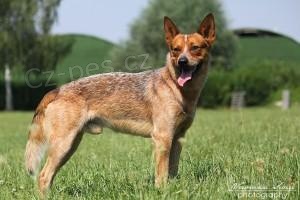 Daruji do dobr�ch rukou Australsk�ho hon�ck�ho psa