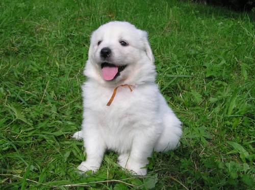 Slovensk� �uva� - �t��ata s PP