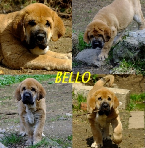  �pan�lsk� mastin �t�n�tka s PP k ODB�RU-pejsky-SLEVA 