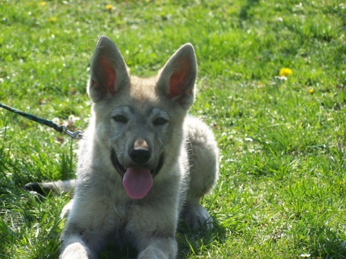 �eskoslovensk� vl��k - �t��ata s PP