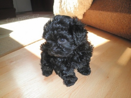 Barevn� bolonsk� ps�k . Rusk� barevn� bolonka