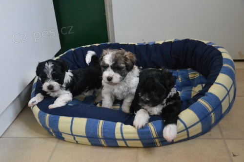 Barevn� bolo�sk� ps�k