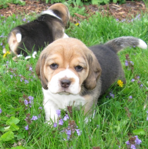 �t�n� beagle s PP