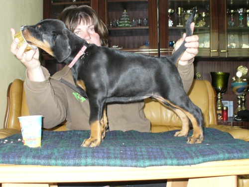 Dobrman - ����ata s PP