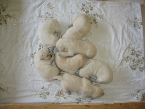 Prod�me �t��ata labradorsk�ho retrievra s PP