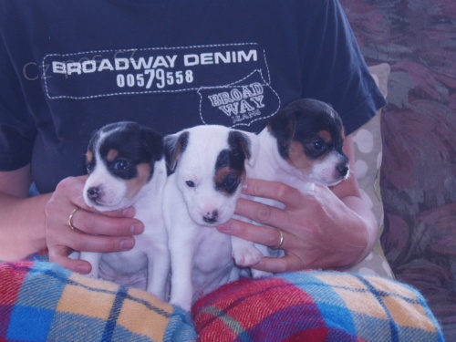 �t���tka Parson Russell Teri�r