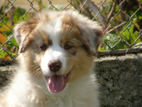 Australsk� ov��k �t��ata s PP